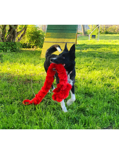 Dog leash with collar